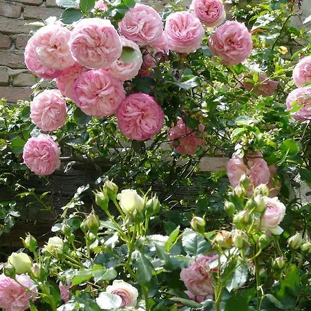 Bed and Breakfast Corte Bertoia 3*